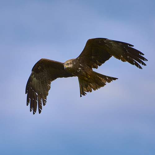 Фотография #12300969