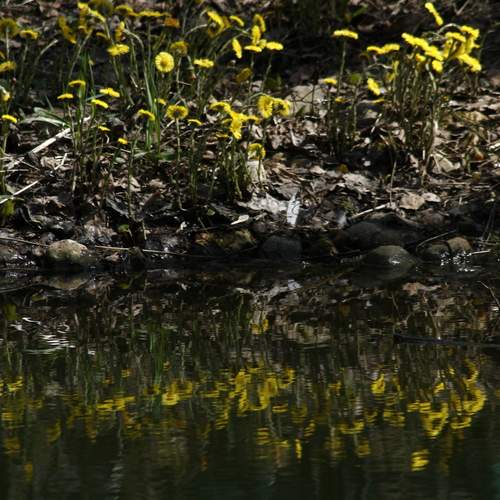 Reflection