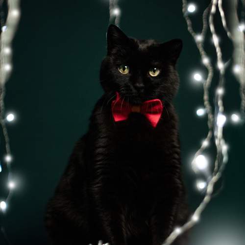 Photo #12304765