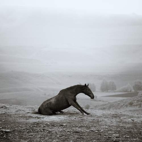 Photo #12305008