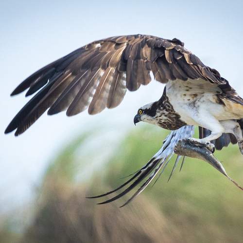 A master at the art of fishing