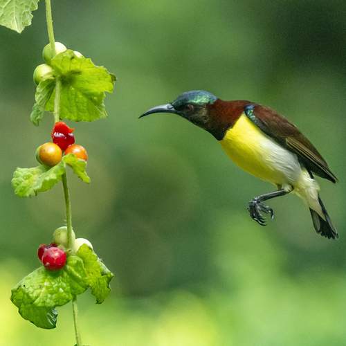 A beautiful little creation of nature.