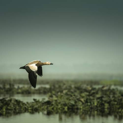 Photo #12305820