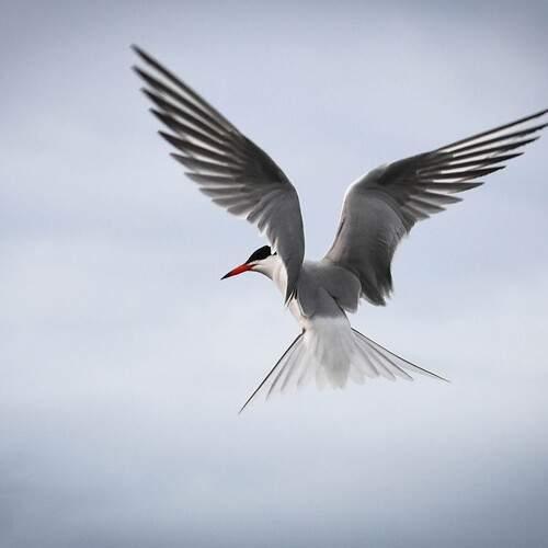 Photo #12305841