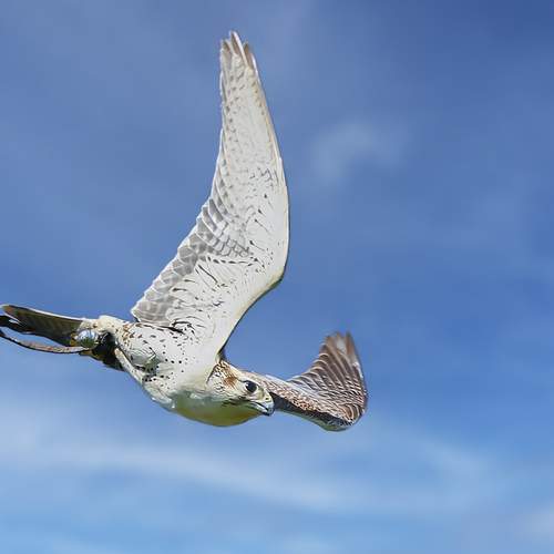 Фотография #12306415