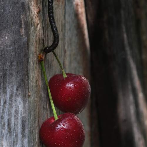 Photo #12306639