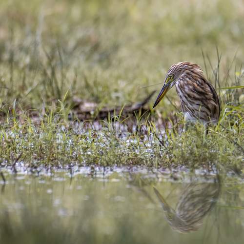 Photo #12307293