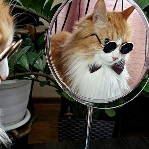 Photo #12307944