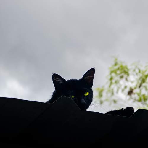 Shadow cat