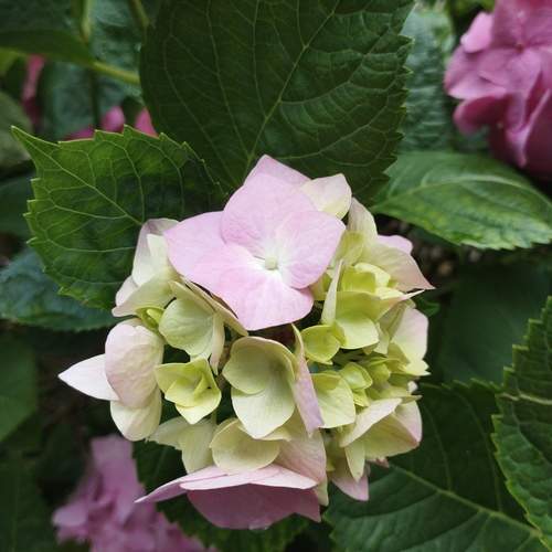 Photo #12308509