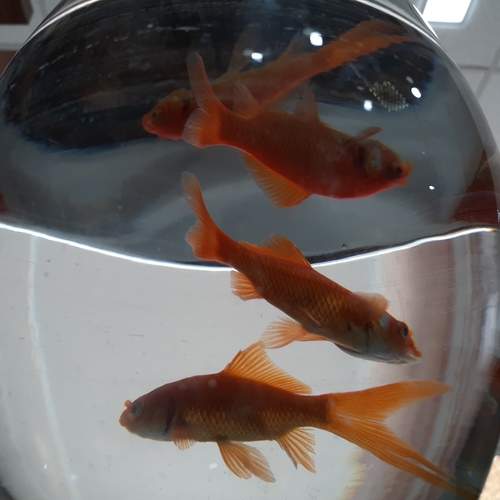 Photo #12309091