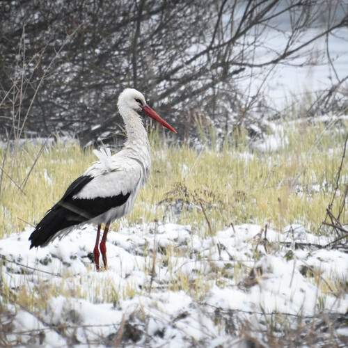 Photo #12310366