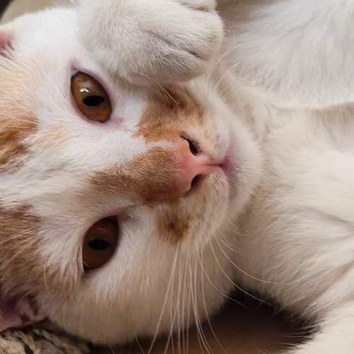 Photo #12310813