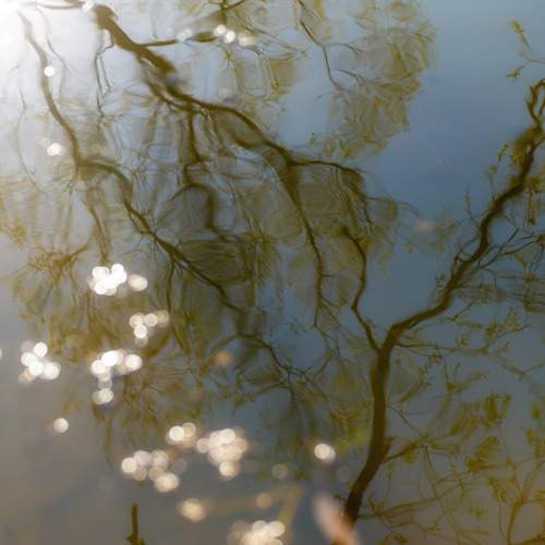 Photo #12310887