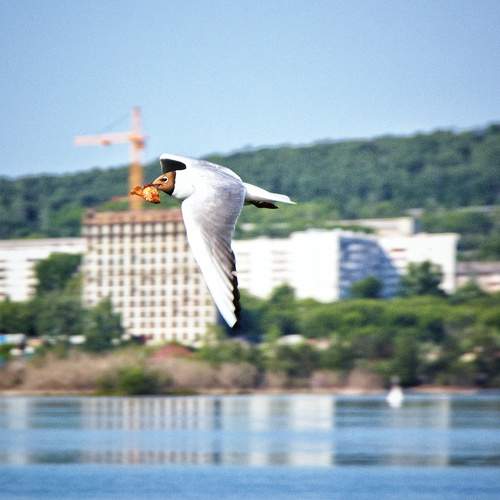 Photo #12312047
