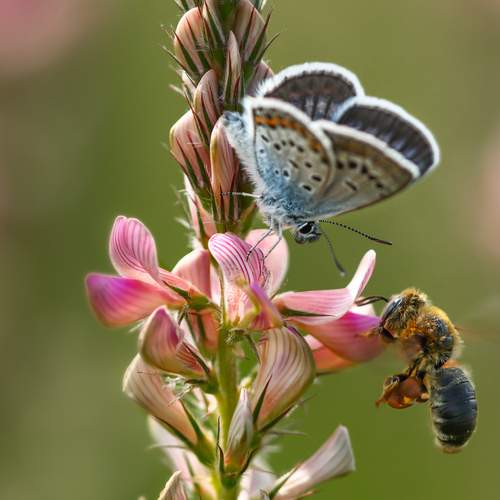 Photo #12312765