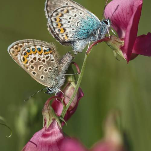 Photo #12312776