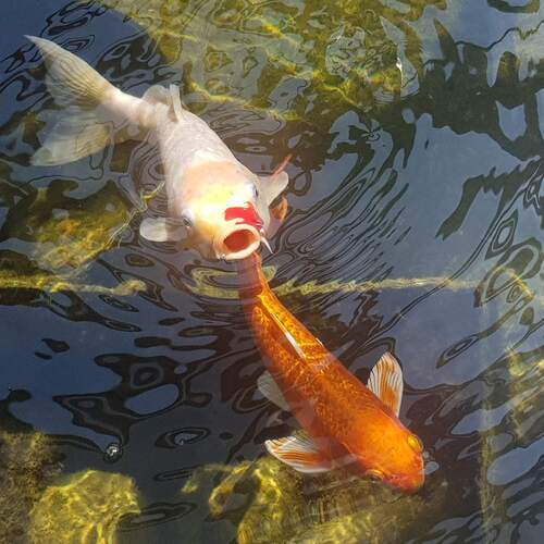 Photo #12313688