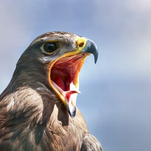 Фотография #12313865