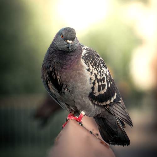 Photo #12314337