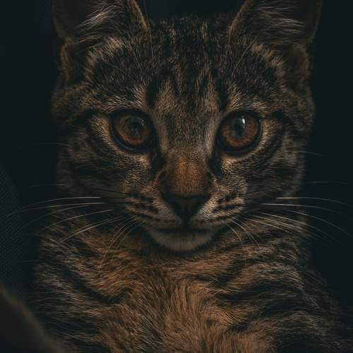Photo #12316311