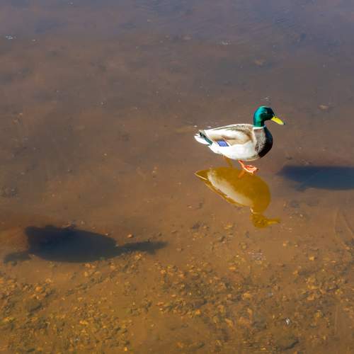 Photo #12316444