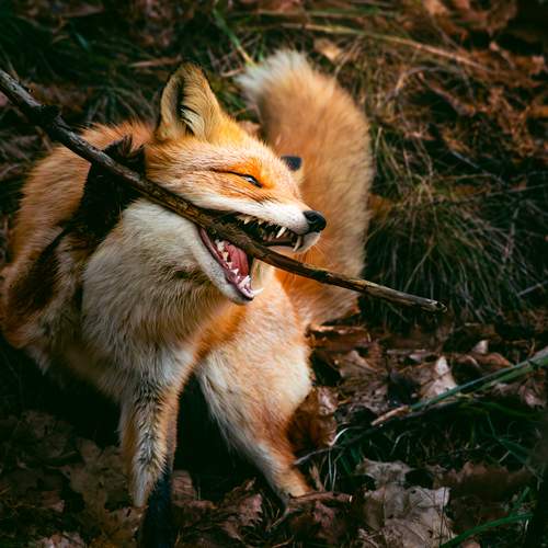 Bite of the Wild