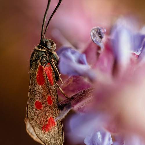 Photo #12318908