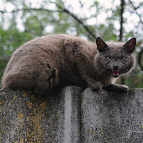 Photo #12319283