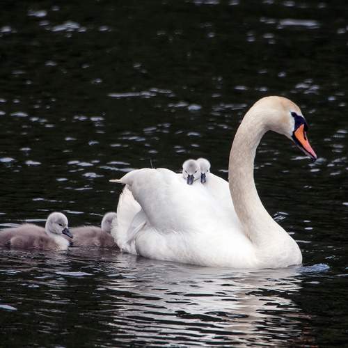 Photo #12322083