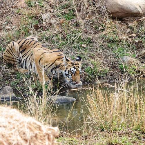 Chandani Female from Tadoba