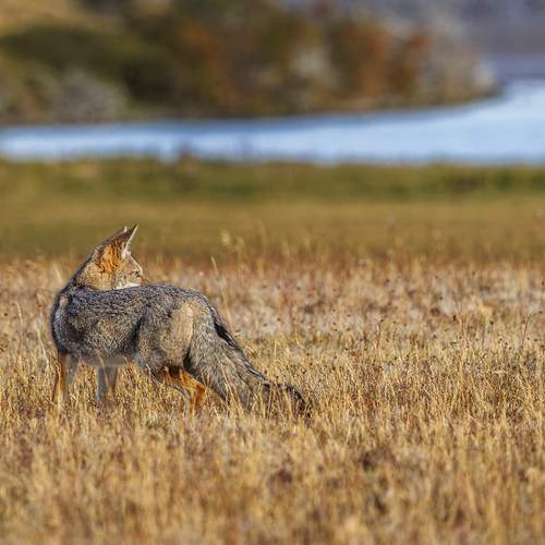 Whispers of the Wind