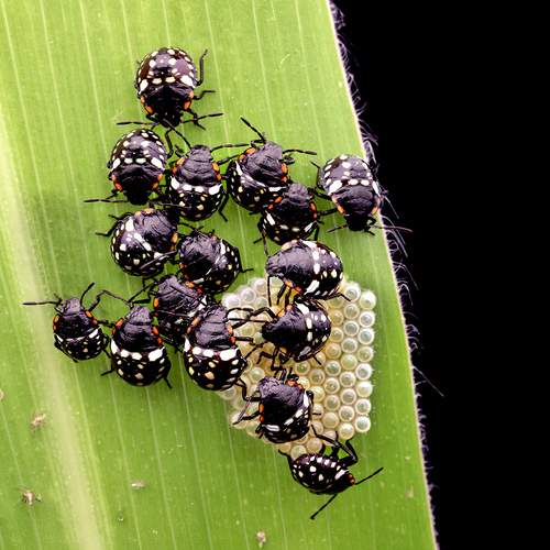 Фотография #12327620