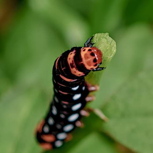 caterpillar