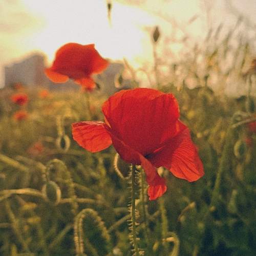 Photo #12330112