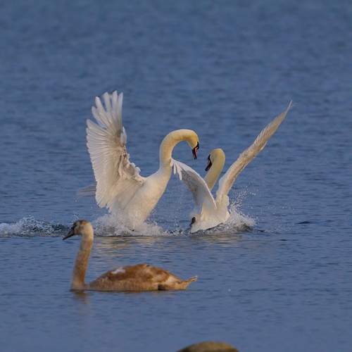 Photo #12330401