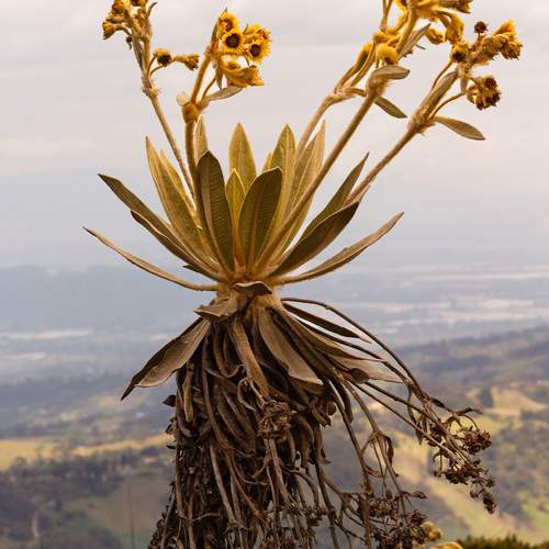 Frailejones