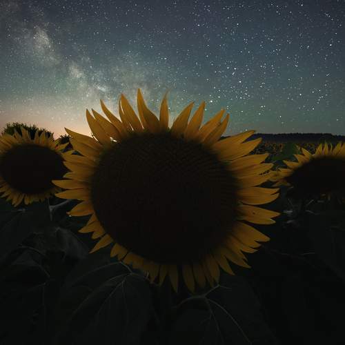 Летней ночью в поле