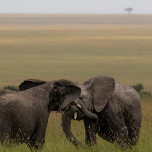 Photo #12332759