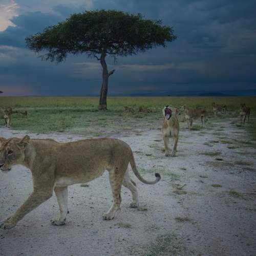 Photo #12332761