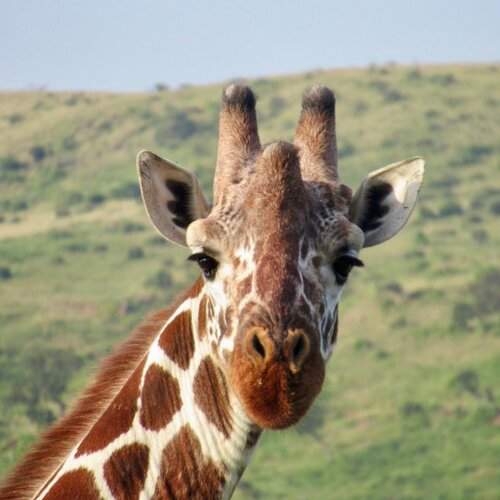 Photo #12333269