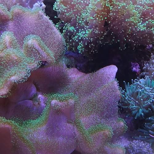Photo #12334448