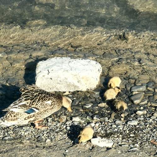 Photo #12334672