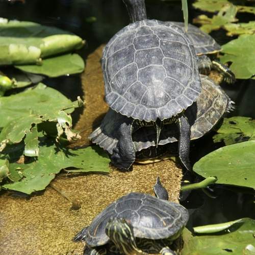 Photo #12334767
