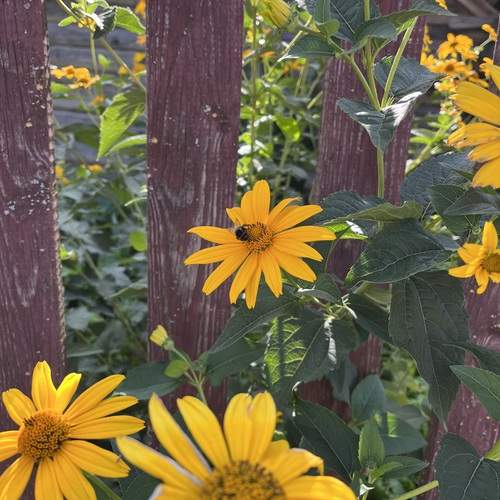 Photo #12335366