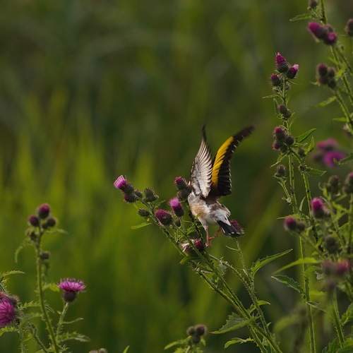 Photo #12335576