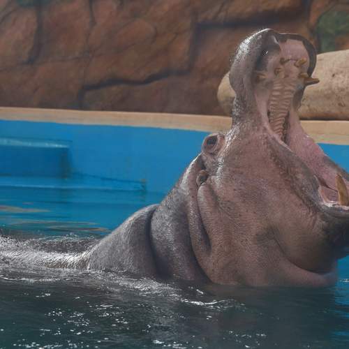 Photo #12336132