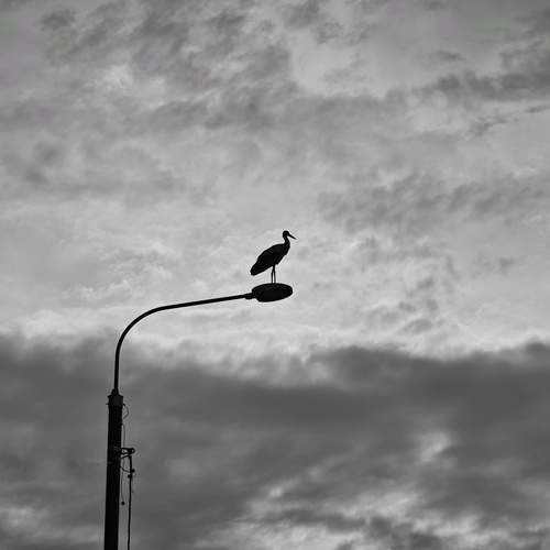 Photo #12336993