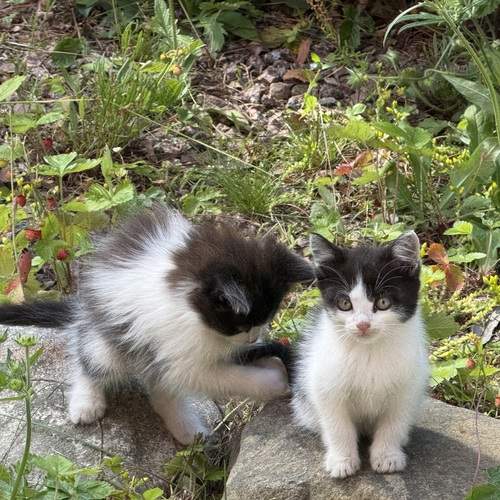 Photo #12337737