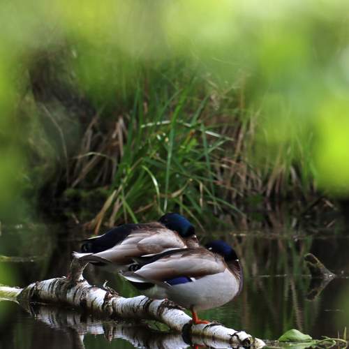 Photo #12338785